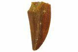 Raptor Tooth - Real Dinosaur Tooth #135173-1